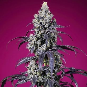 Tropicanna Cherry XL Auto (Sweet Seeds) Feminizada