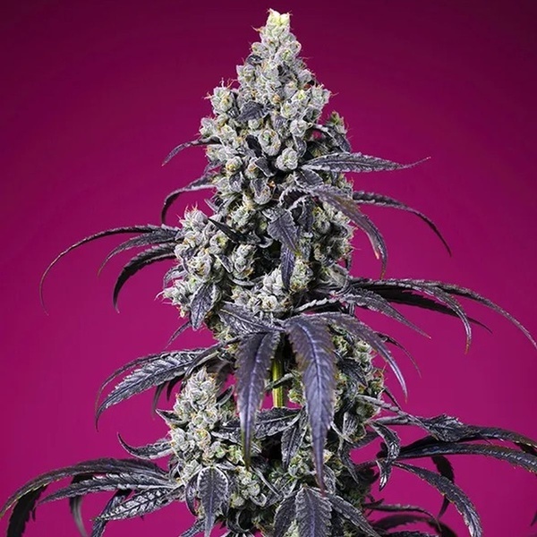 Tropicanna Cherry XL Auto (Sweet Seeds) Feminizada