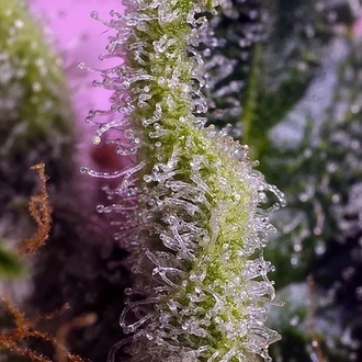 Gelonade (Sweet Seeds) feminizada