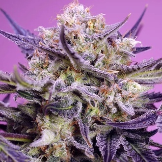 Pink Guava F1 Fast Version (Sweet Seeds) Feminizada