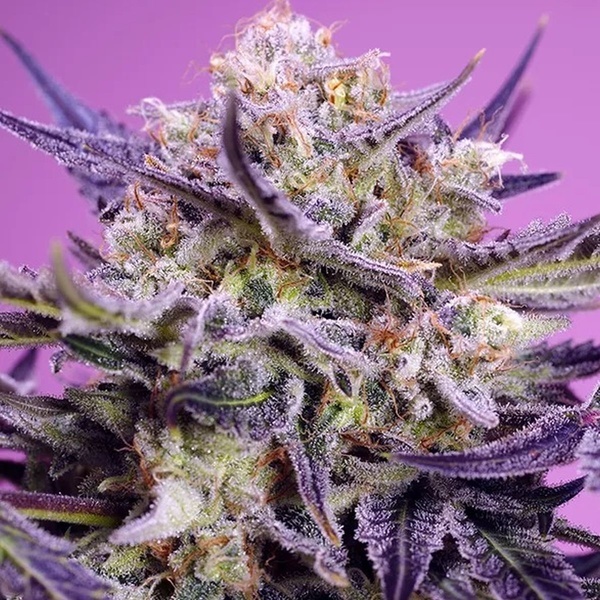 Pink Guava F1 Fast Version (Sweet Seeds) Feminizada
