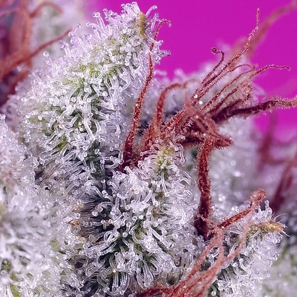 Pink Guava F1 Fast Version (Sweet Seeds) Feminizada