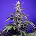 Delicious & Resinous Mix Auto (Sweet Seeds) Feminizadas