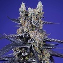 Delicious & Resinous Mix Auto (Sweet Seeds) Feminizadas
