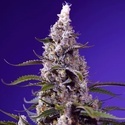 American Pie Mix (Sweet Seeds) Feminizada