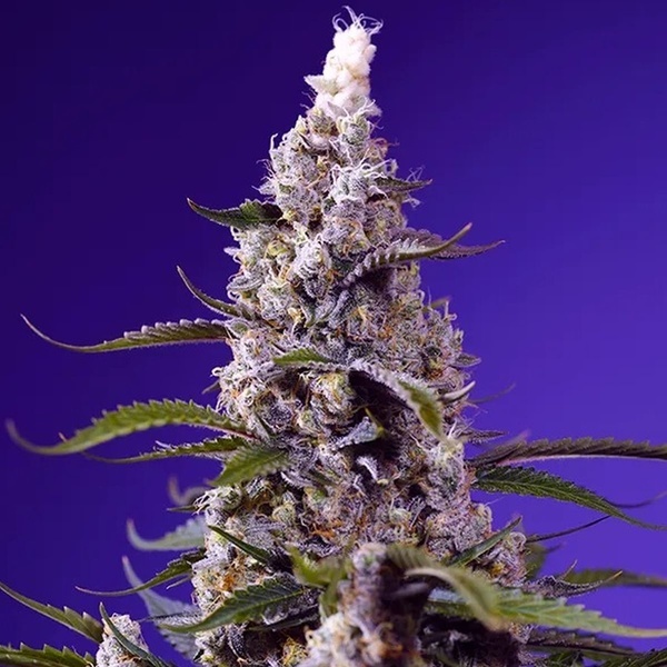 American Pie Mix (Sweet Seeds) Feminizada