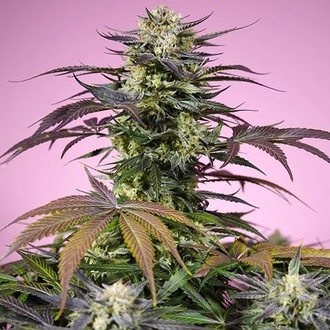 Terp Explosion Mix (Sweet Seeds) Feminizada