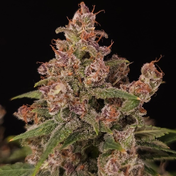 Banana Purple Auto (Paradise Seeds) Feminizada