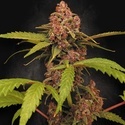 Banana Purple Auto (Paradise Seeds) Feminizada