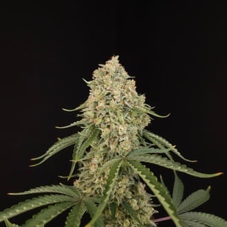 Tropical Fruit Cake (Paradise Seeds) Feminizada