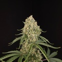 Tropical Fruit Cake (Paradise Seeds) Feminizada