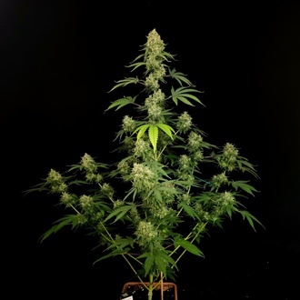 Tropical Fruit Cake (Paradise Seeds) Feminizada