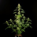Tropical Fruit Cake (Paradise Seeds) Feminizada
