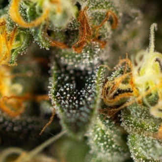 Tropical Fruit Cake (Paradise Seeds) Feminizada