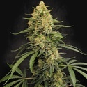 Zesty Bliss (Paradise Seeds) Feminizada