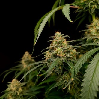Zesty Bliss (Paradise Seeds) Feminizada