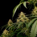 Zesty Bliss (Paradise Seeds) Feminizada