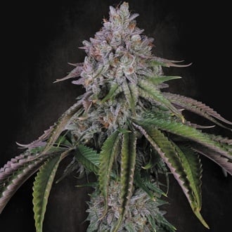 Velvet Mist (Paradise Seeds) Feminizada