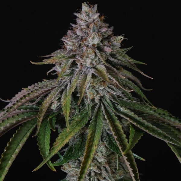 Velvet Mist (Paradise Seeds) Feminizada
