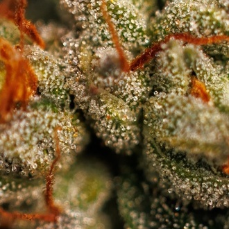 Velvet Mist (Paradise Seeds) Feminizada