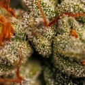 Velvet Mist (Paradise Seeds) Feminizada