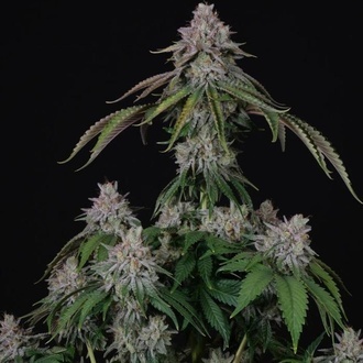 Velvet Mist (Paradise Seeds) Feminizada