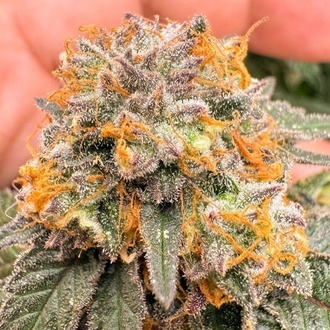 Auto Kingston Punch (Dutch Passion) Feminizada