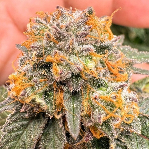 Auto Kingston Punch (Dutch Passion) Feminizada
