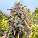 Auto Kingston Punch (Dutch Passion) Feminizada