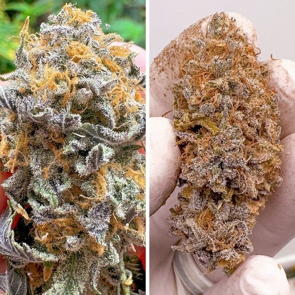 Auto Kingston Punch (Dutch Passion) Feminizada