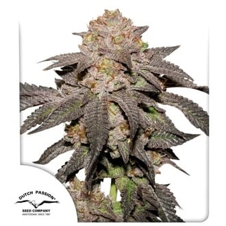 Kingston Punch (Dutch Passion) Feminizada