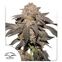 Kingston Punch (Dutch Passion) Feminizada