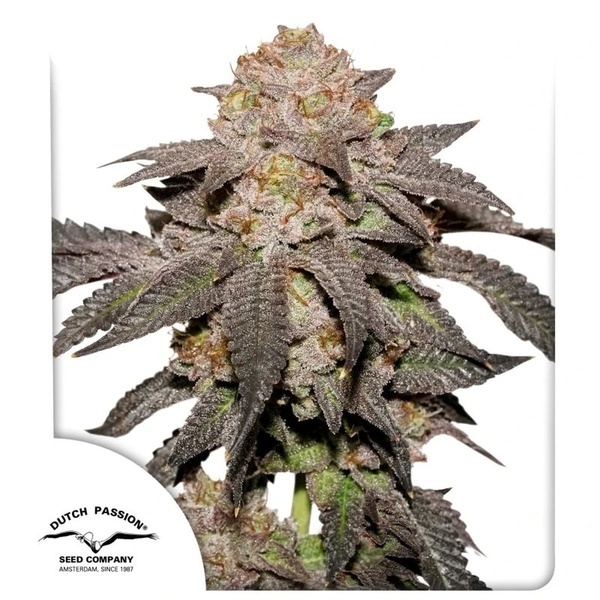 Kingston Punch (Dutch Passion) Feminizada