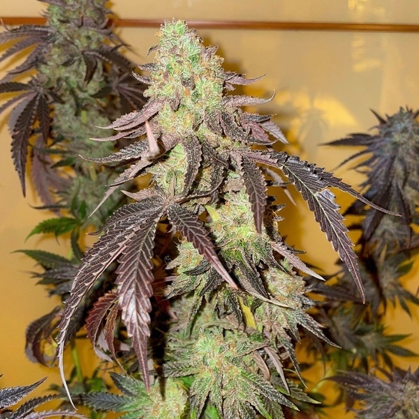 Kingston Punch (Dutch Passion) Feminizada