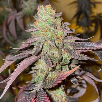 Kingston Punch (Dutch Passion) Feminizada