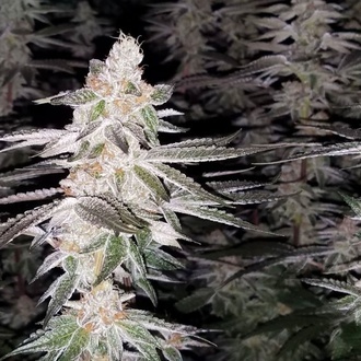 Kingston Punch (Dutch Passion) Feminizada
