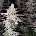 Kingston Punch (Dutch Passion) Feminizada