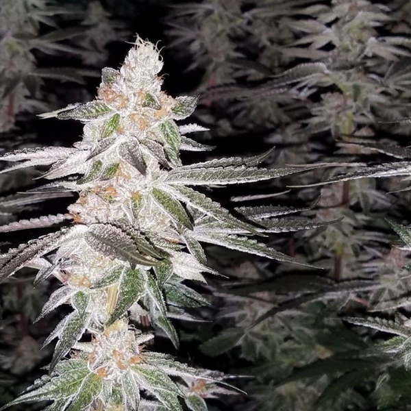 Kingston Punch (Dutch Passion) Feminizada