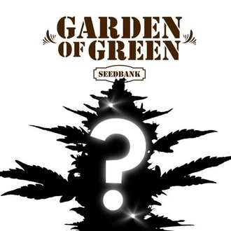 Semente misteriosa de CBD 1 (Garden of Green)