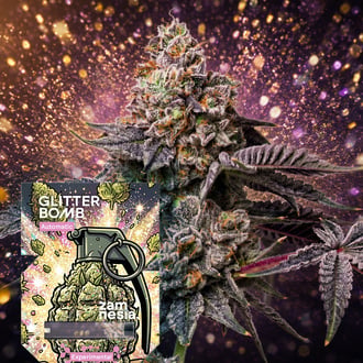 Glitter Bomb Autoflorescentes (Zamnesia Seeds) Feminizada