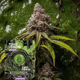 Toad Venom Autoflorescentes (Zamnesia Seeds) Feminizada