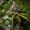 Toad Venom Autoflorescentes (Zamnesia Seeds) Feminizada