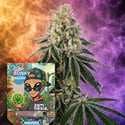 Cap Junky Autoflorescentes (Zamnesia Seeds) Feminizada