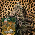 Cheetah Piss Autoflorescentes (Zamnesia Seeds) Feminizada