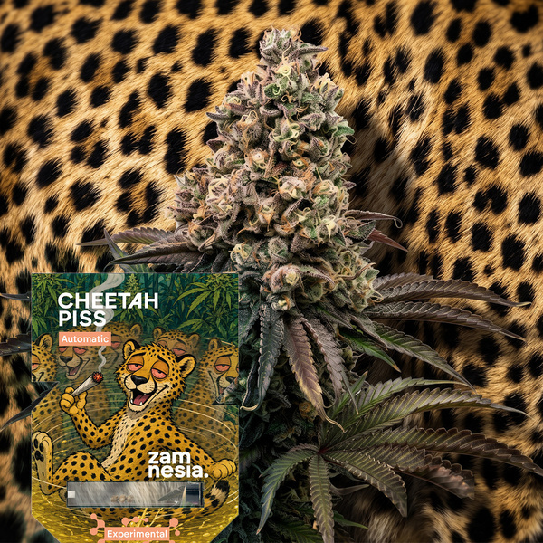 Cheetah Piss Autoflorescentes (Zamnesia Seeds) Feminizada