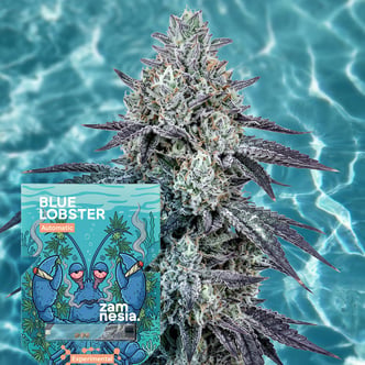 Blue Lobster Autoflorescentes (Zamnesia Seeds) Feminizada