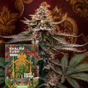Khalifa Kush Autoflorescentes (Zamnesia Seeds) Feminizada