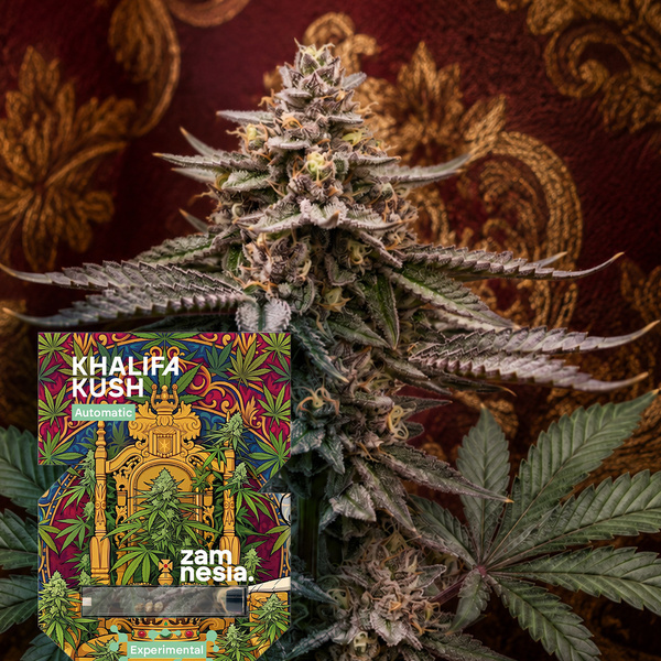 Khalifa Kush Autoflorescentes (Zamnesia Seeds) Feminizada