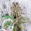 Zoap Autoflorescentes (Zamnesia Seeds) Feminizada