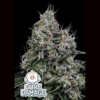 Core Damage (Anesia Seeds) Feminizada